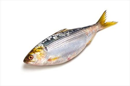 コノシロとはどんな魚？食べ方や捌き方・釣り方まで紹介