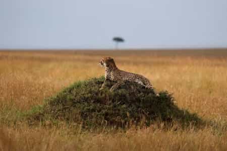 A Look at Life in Africa