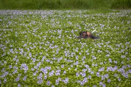 Some Photos: In Flowers