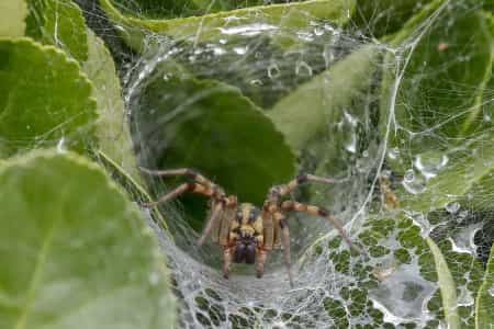 Some Photos: Insects